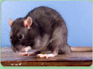 rat control Wootton Bassett